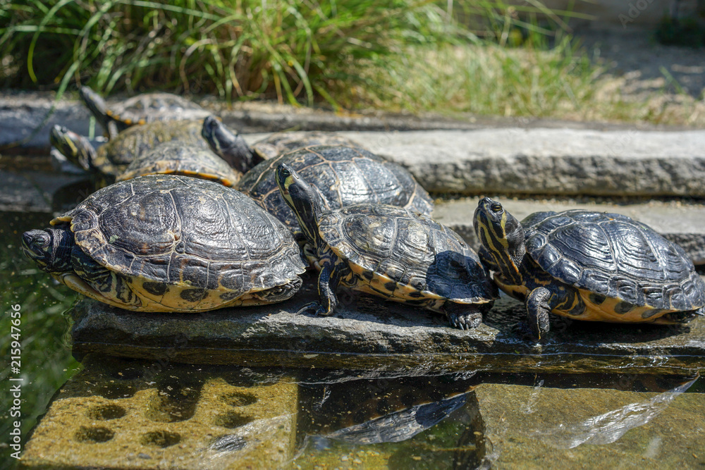 Fototapeta premium several Yellow-bellied slider in pond, known as trachemys scripta