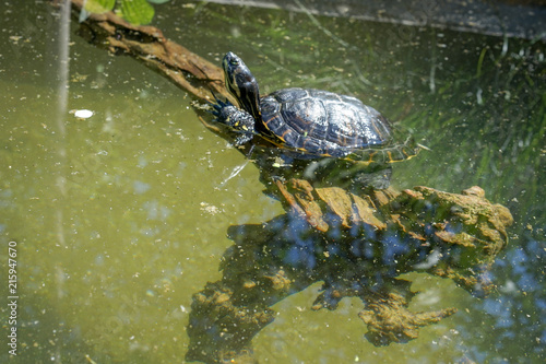 single small turtle with black shell swimming in pond