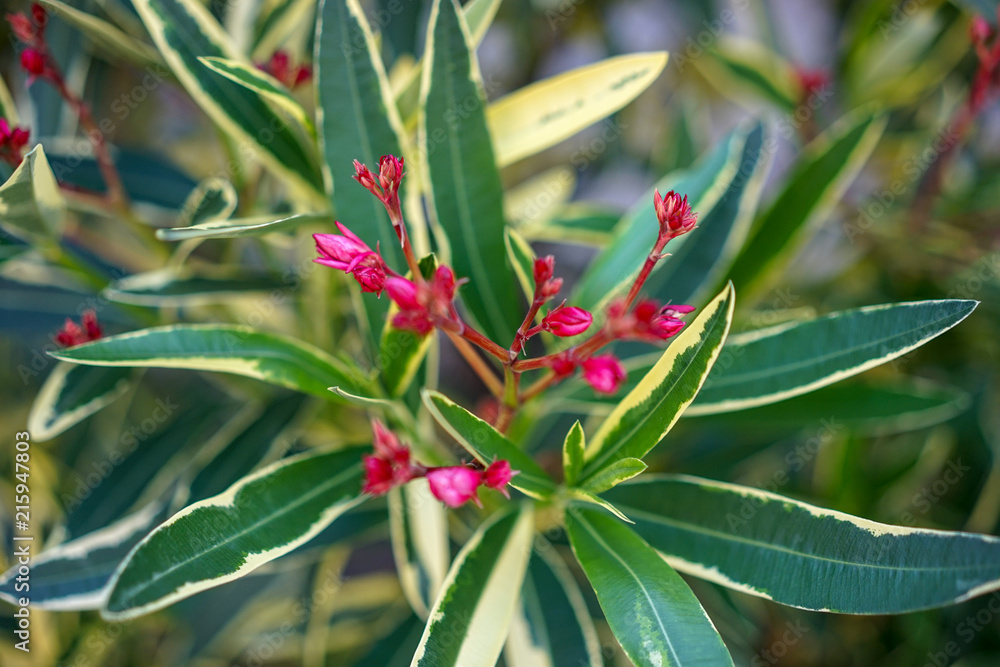 toxic pink red plant close up view, nerium oleander apocynaceae toxic pink red plant close up view, nerium oleander apocynaceae