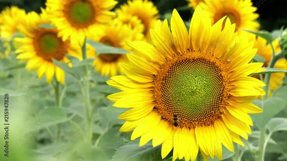 close up of sunflowers in field at summer close up of sunflowers in field at summer