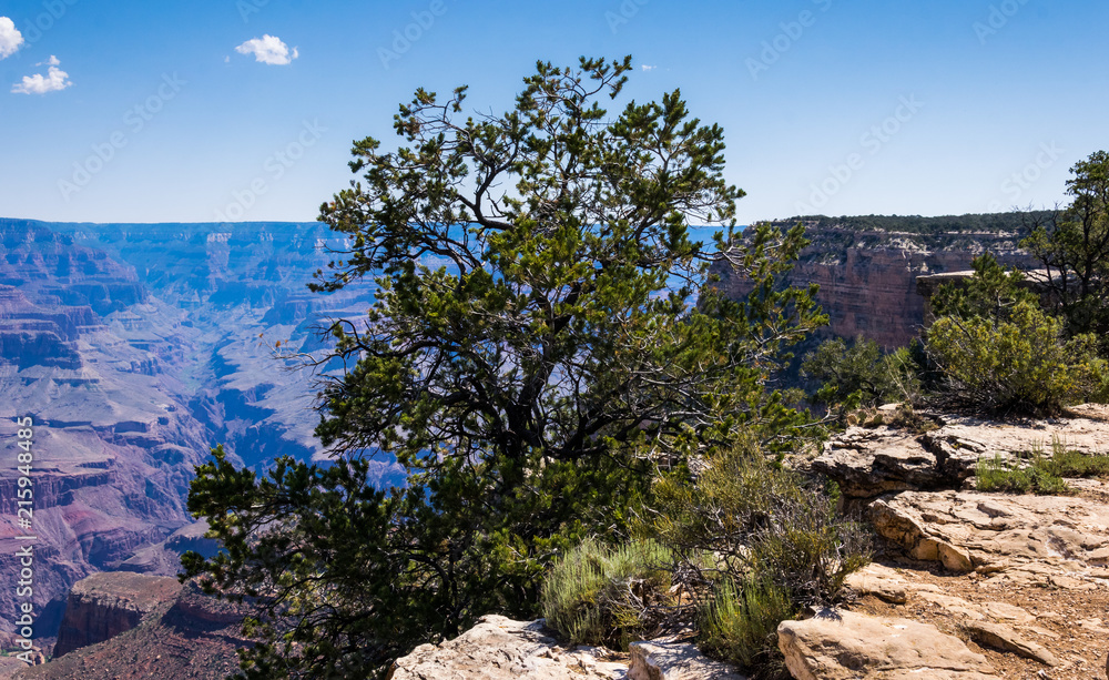 Tree and the edge of the Grand Canyon cliff, Arizona