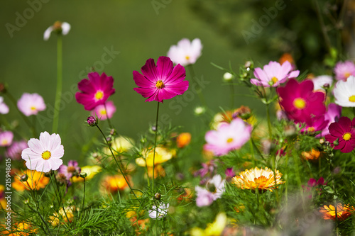 Sommerblumen