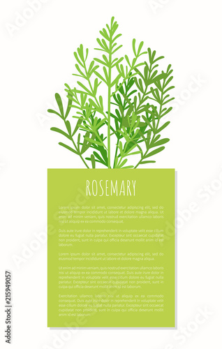 Rosemary Aroma Plant Isolated on White Background