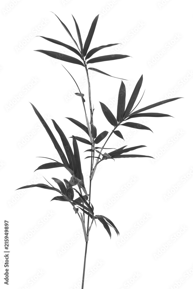 Fototapeta czarno-biały bambus