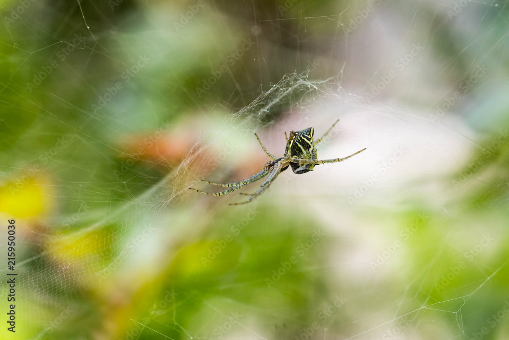 spider with amazing web spider with amazing web