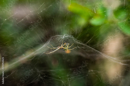 spider with amazing web