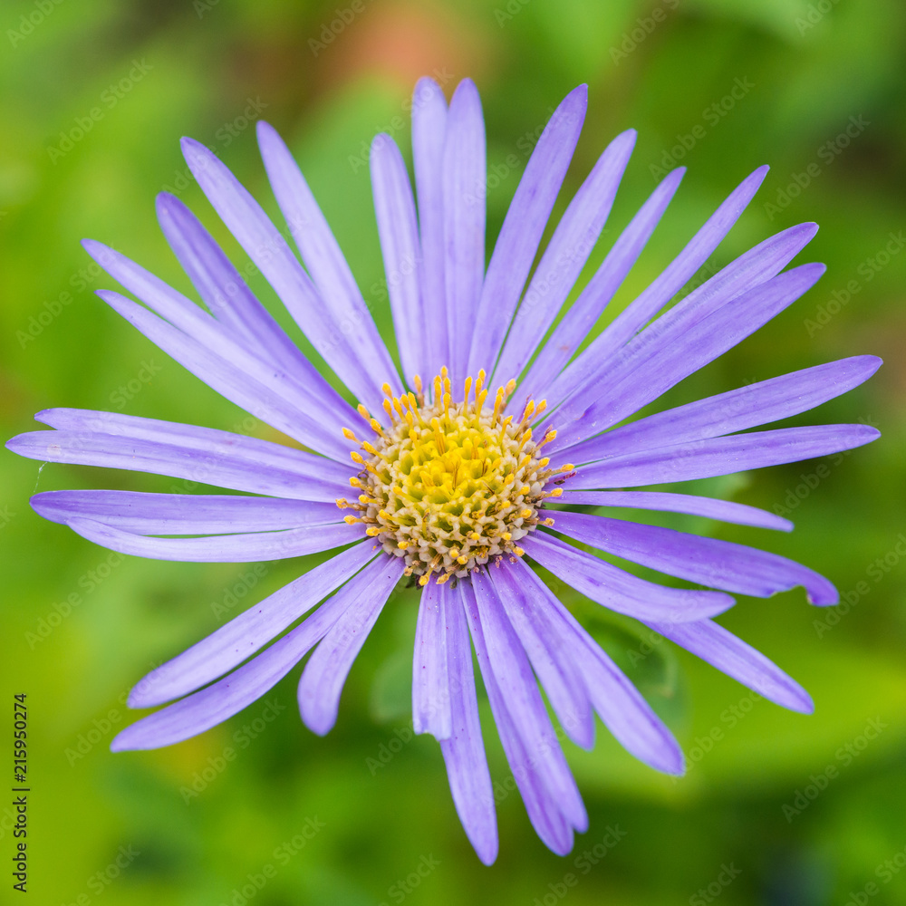 Obraz premium Blue Daisy