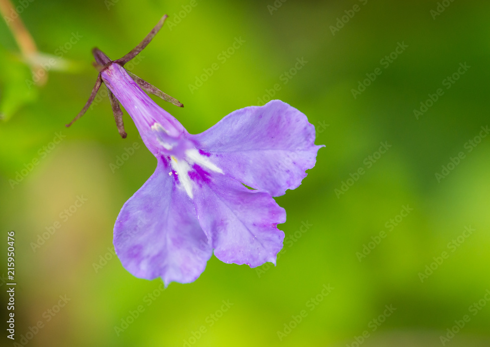 Lasting Lobelia Lasting Lobelia