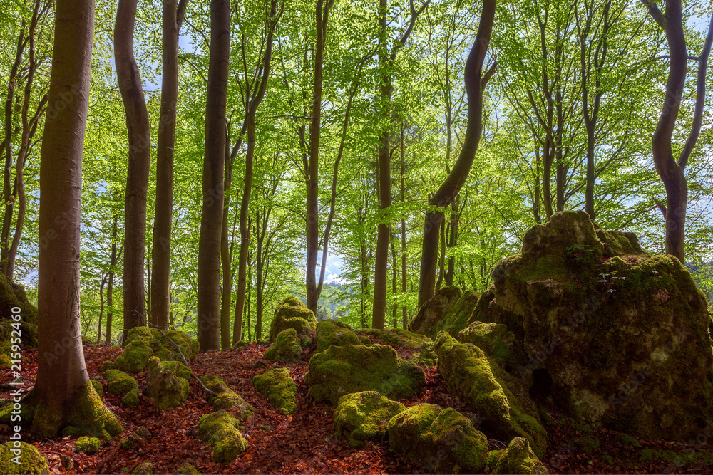 Fototapeta premium Spring forest green landscape with rocks in bavaria germany