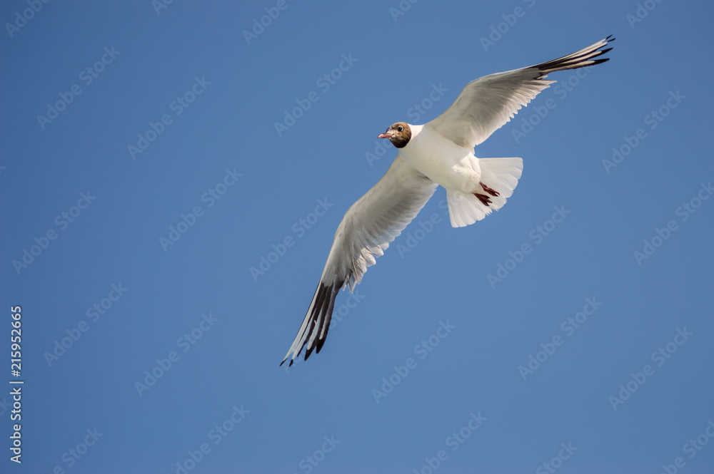 Obraz premium Goeland flying with wings spread from below