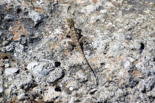 wild lizard Cyprus © NATALIIA TOSUN