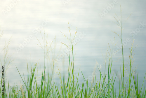 Meadow grass on river background