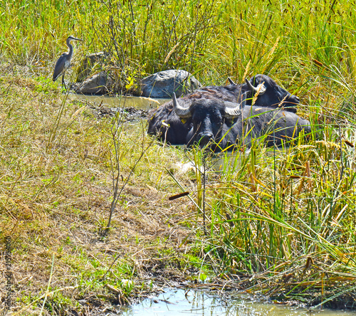 Resting water buffaloes (Bubalus bubalis) and a crane at a pond near the Berlin wall path at the former border between West Berlin and East Berlin photo