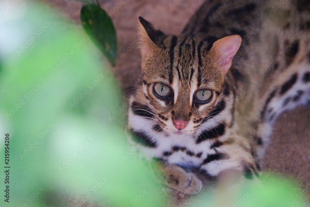 Leopard cat (Prionailurus bengalensis)Looking up at you through the leaves. Leopard cat (Prionailurus bengalensis)Looking up at you through the leaves.