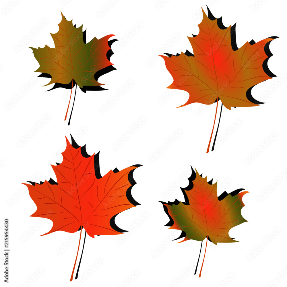 Leaf illustration Leaf illustration
