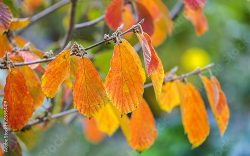 Herbstblätter photo