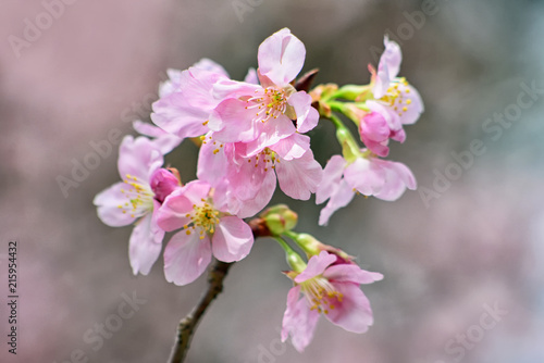 close up pink Cherry blossom or the sakura flower in spring season with Beautiful Nature Background at Taiwan