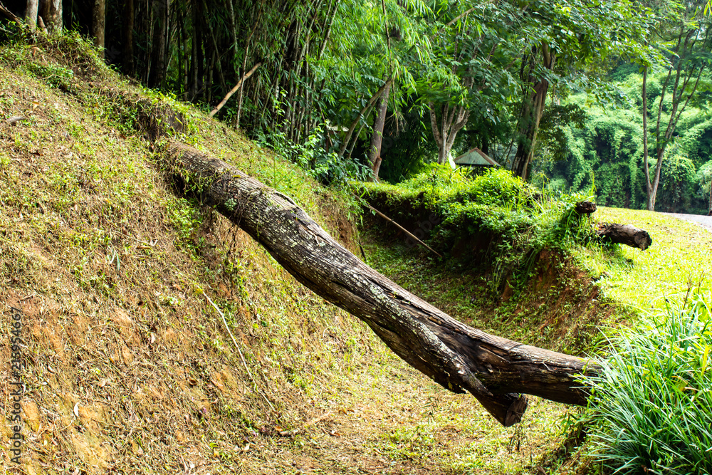 Broken trees falling down on Earth at Si Dit waterfall , Phetchabun in Thailand. Broken trees falling down on Earth at Si Dit waterfall , Phetchabun in Thailand.