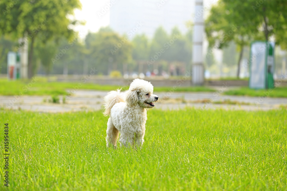 A teddy dog is in the park