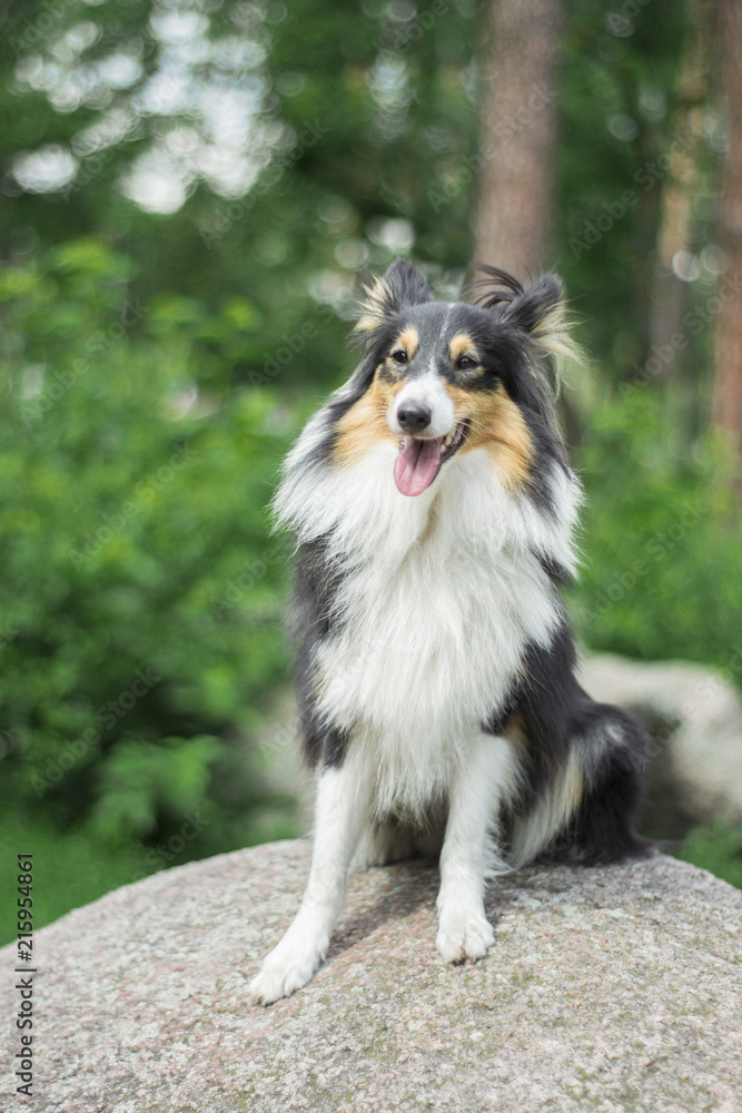 cute tricolor sheltie is sitting on the stone