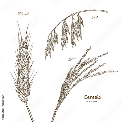 Cereals set. Hand drawn illustration wheat, oats, rice.