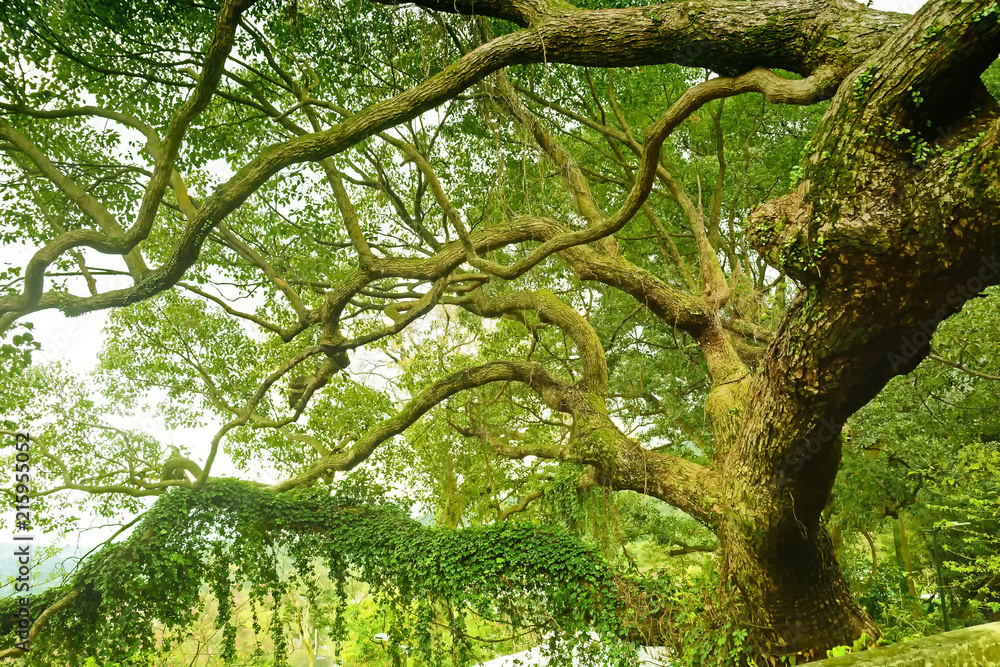 Obraz premium A big beautiful green branches tree