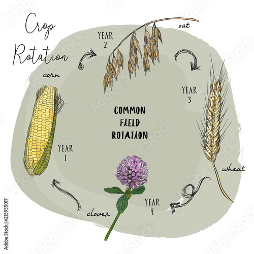 Hand draw sketch vector crop rotation series.