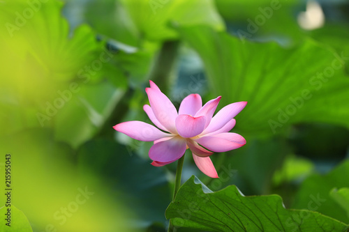 The lotus blooms in the river