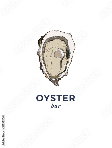 fresh oysters, luxury seafood. Vector illustration of oysters