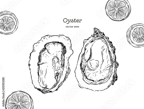 fresh oysters, luxury seafood. Vector illustration of oysters