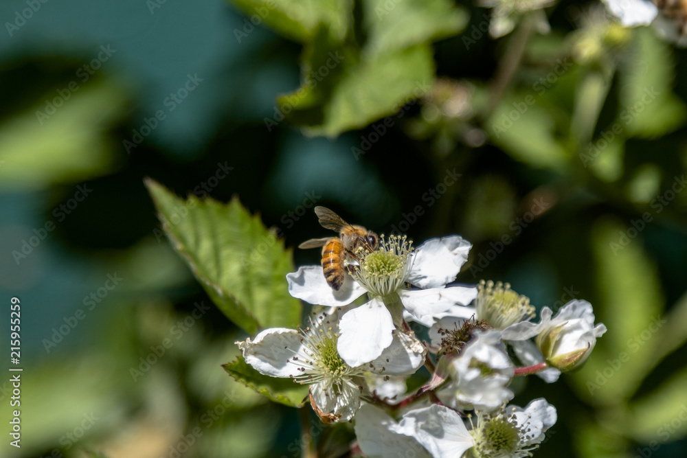ape su fiore ape su fiore