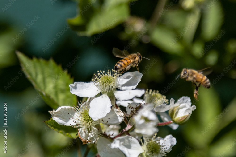 ape su fiore ape su fiore