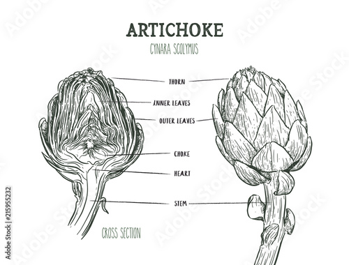 vector set of engraving illustration green vegetables artichoke on white background