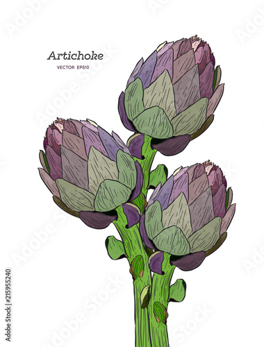 vector set of engraving illustration green vegetables artichoke on white background