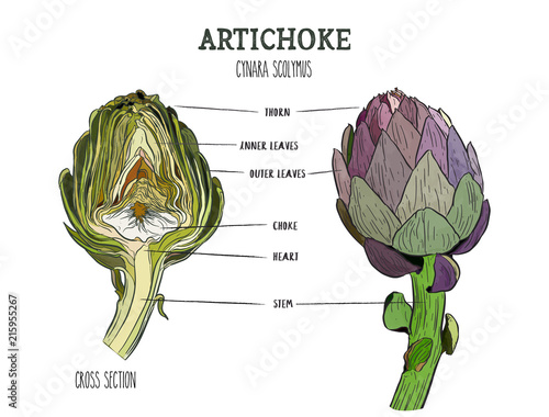 vector set of engraving illustration green vegetables artichoke on white background