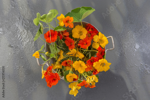 basket of Nasturtium plant with yellow and orange flowers, Nasturtium floridanum, over a old timbered wall photo