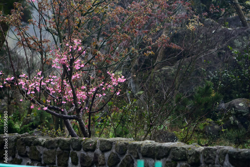 Sakura Garden park