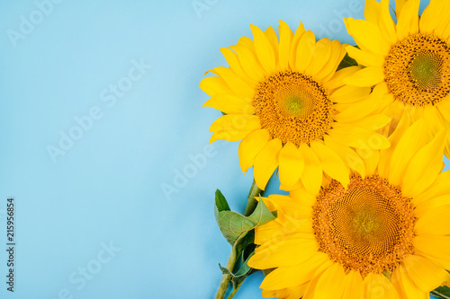 Bright big yellow sunflower bouquet on blue background. Flatlay style.