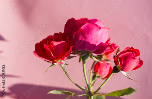 Blooming beautiful colorful rose on plain background