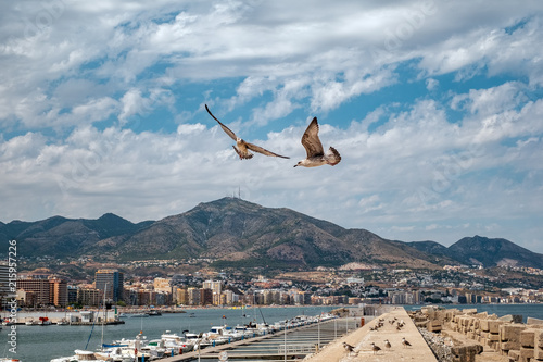 gulls flying over the harbor photo