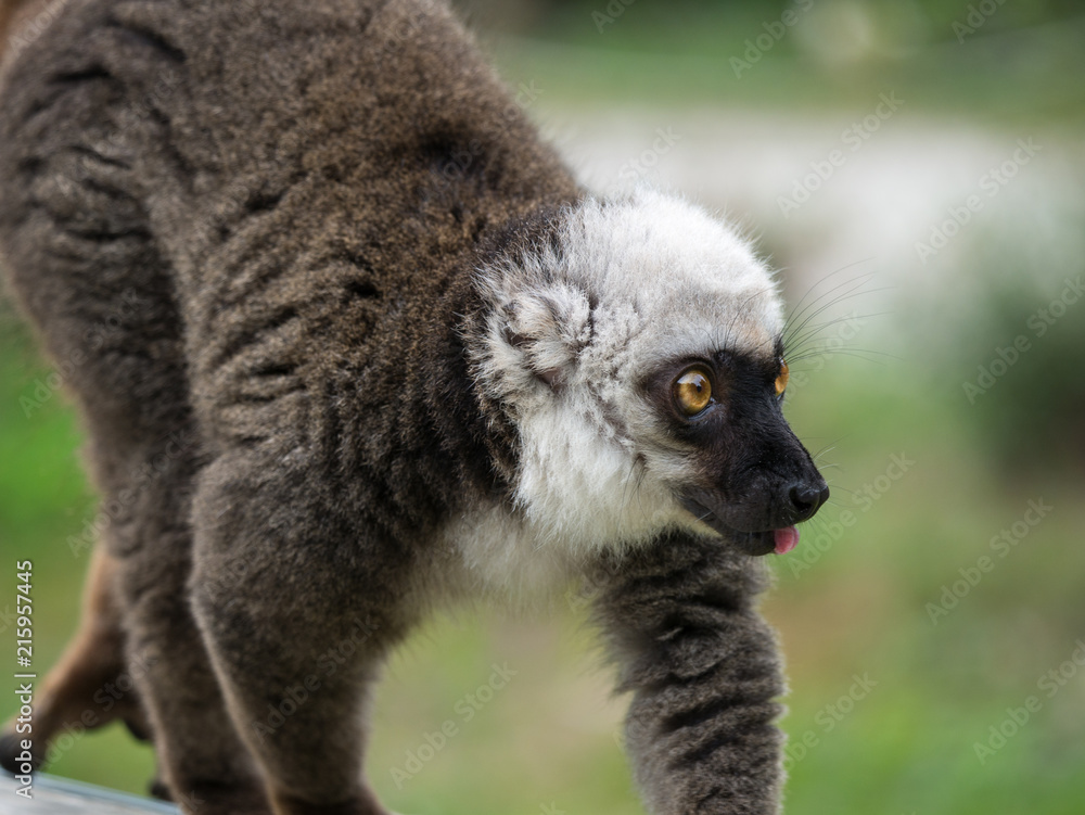 Naklejka premium Lémur