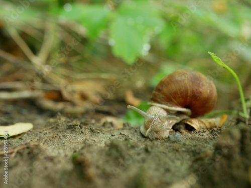Polonne / Ukraine - July 30 2018: snail in the forest