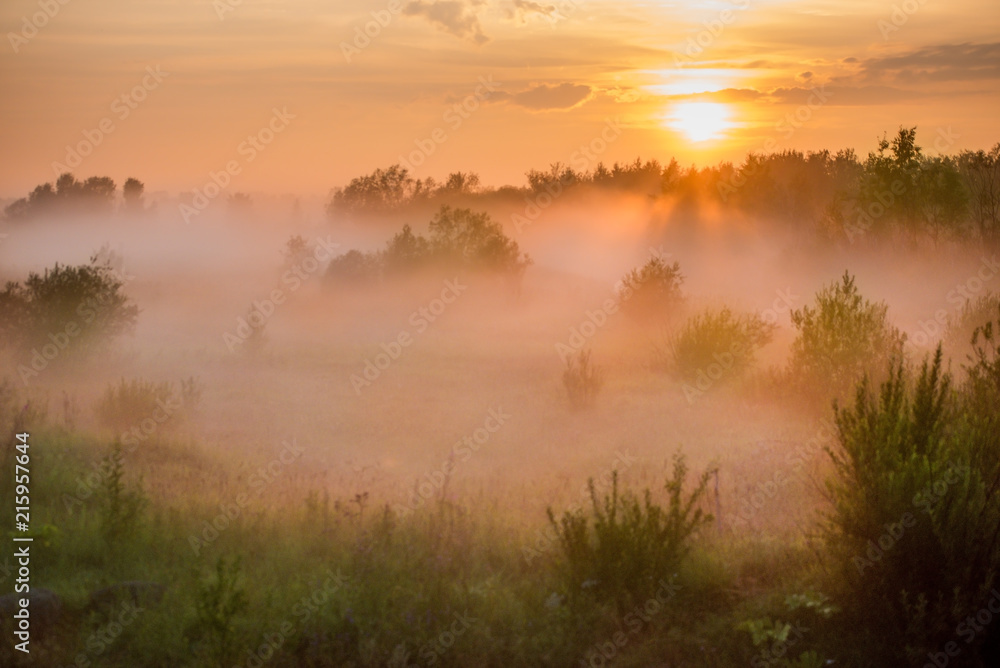 Summer landscape of the foggy field
