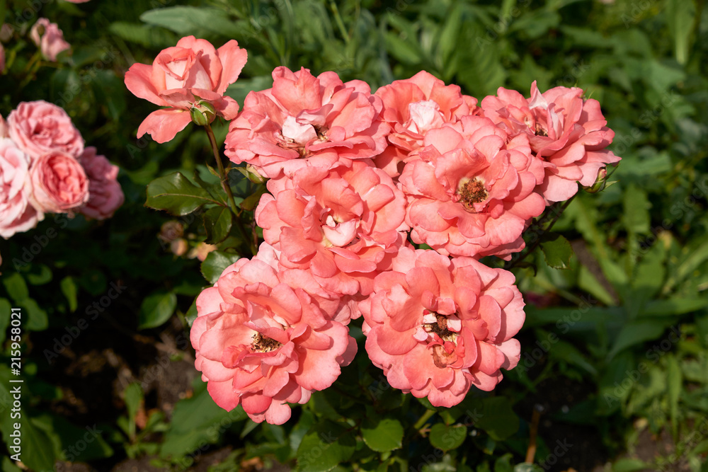 garden flowers greeting card background roses summer flower bed landscape design garden flowers greeting card background roses summer flower bed landscape design