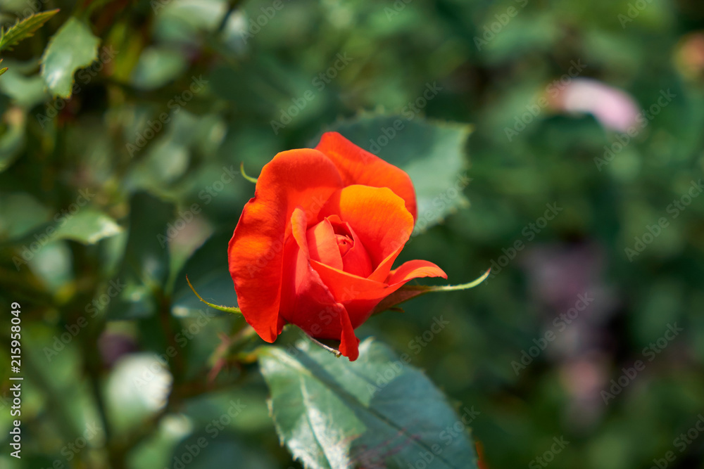 garden flowers greeting card background roses summer flower bed landscape design garden flowers greeting card background roses summer flower bed landscape design