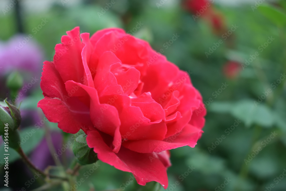 Fototapeta premium rose