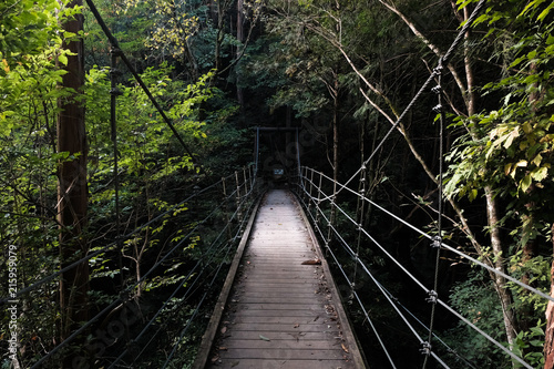 Fototapeta Naklejka Na Ścianę i Meble -  森の中の吊り橋 suspension bridge