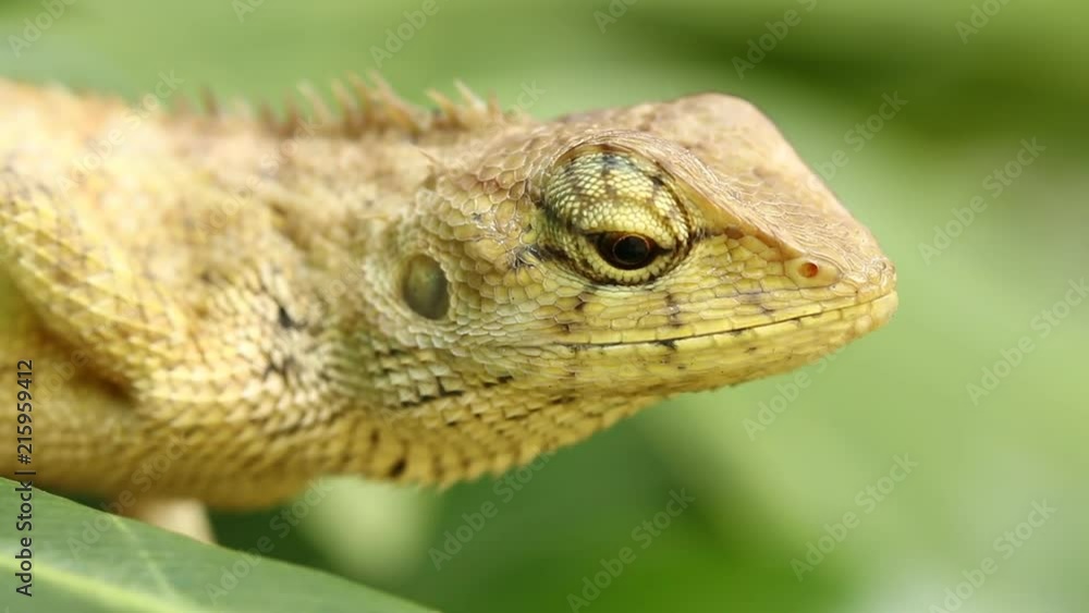 Close up lizard in Thailand Close up lizard in Thailand