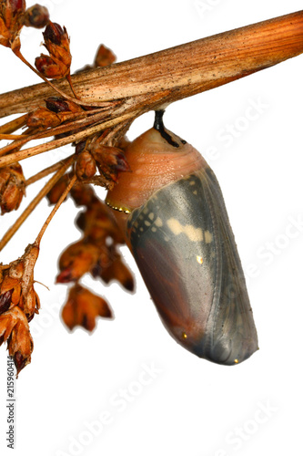 Monarch butterfly pupae covered in morning dew on milkweed branch. Closeup with copy space. 