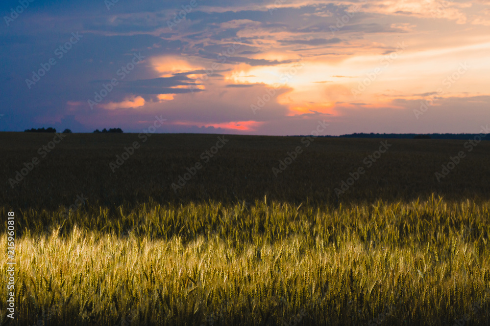 Field of rye and cloudy sky at sunset
